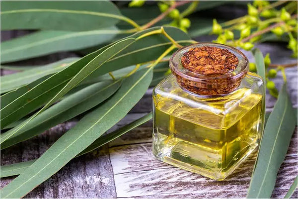 Eucalyptus Oil